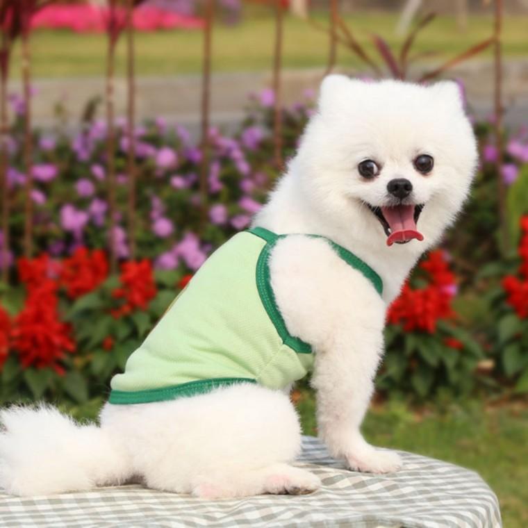 고양이 반려 동물 애견옷 S 귀여운 아보카도 강아지 강아지옷 고양이옷 애완 반려견
