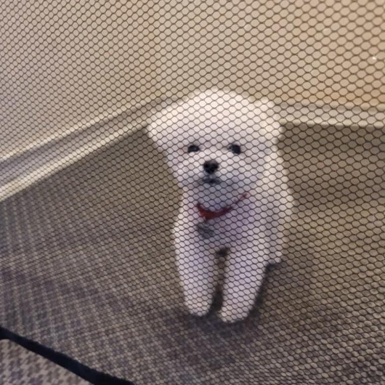 투명 강아지 울타리 소형 강아지울타리 아기현관울타리