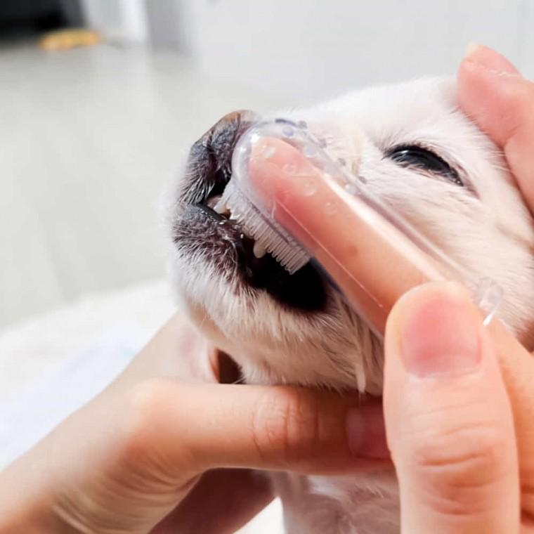강아지 칫솔 강아지손가락칫솔 애견칫솔