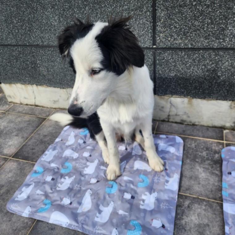 아이스 쿨방석 강아지 얼음 패드 쿨매트