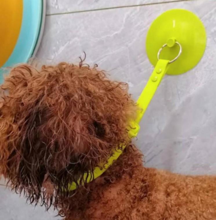 강아지 고양이 목욕 고정벨트 반려동물 애견 흡착 목욕벨트
