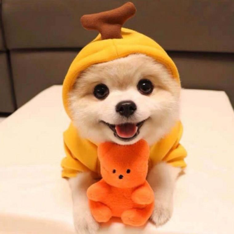 애견옷 과일옷 바나나 S 귀여운 강아지옷 고양이옷 애완 동물 반려 반려견 반려묘
