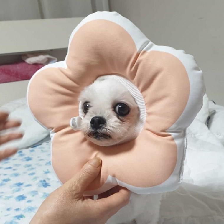고양이 넥카라 핑크 고양이깔대기 강아지깔대기