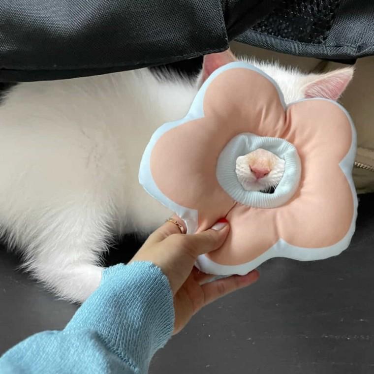 고양이 쿠션 넥카라 핑크 S 강아지깔대기 고양이넥카라