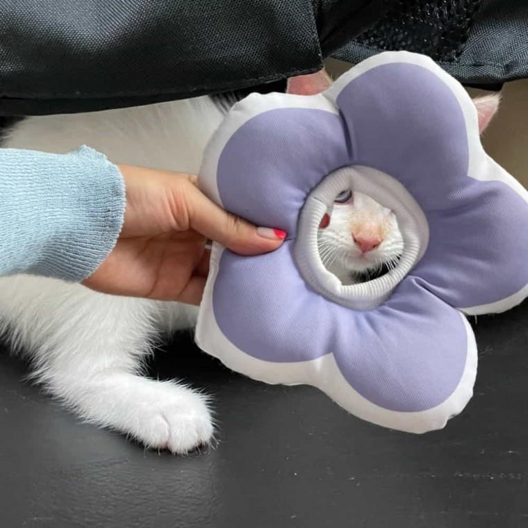 고양이 쿠션 넥카라 퍼플 S 강아지쿠션넥카라 쿠션넥카라