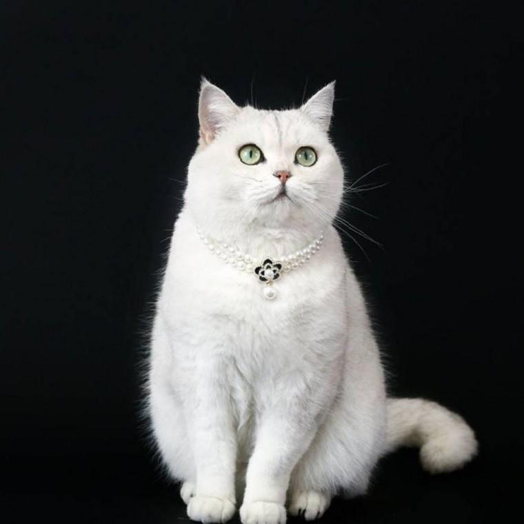 고양이 진주 목걸이 데일리 강아지 반려동물 장식 플라워 펜던트