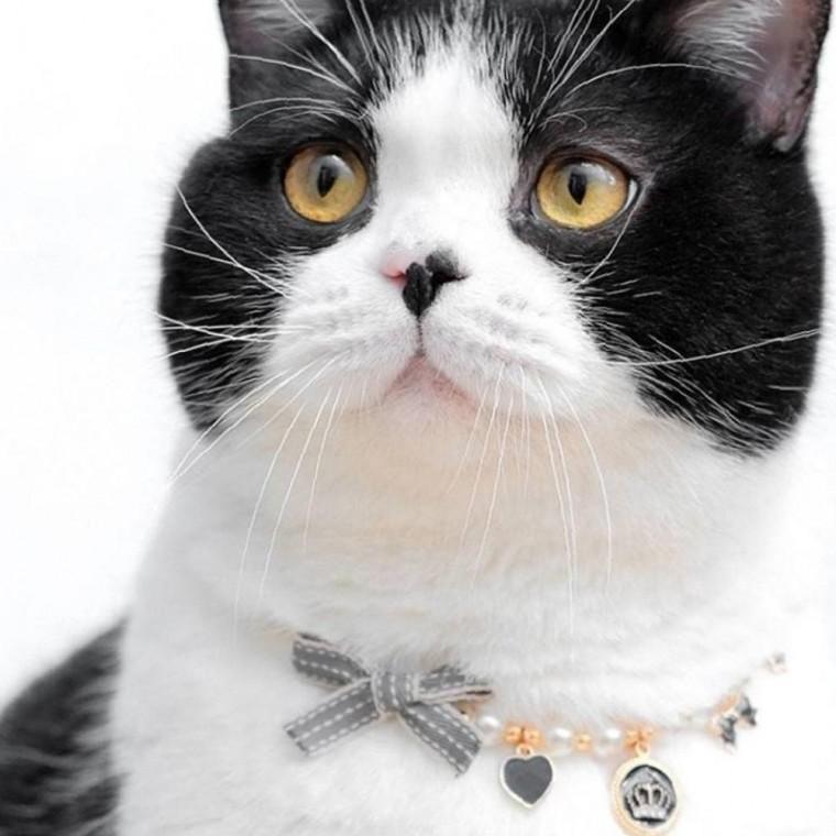 고양이 리본 깔끔 진주 목걸이 반려동물 강아지 패션 액세서리