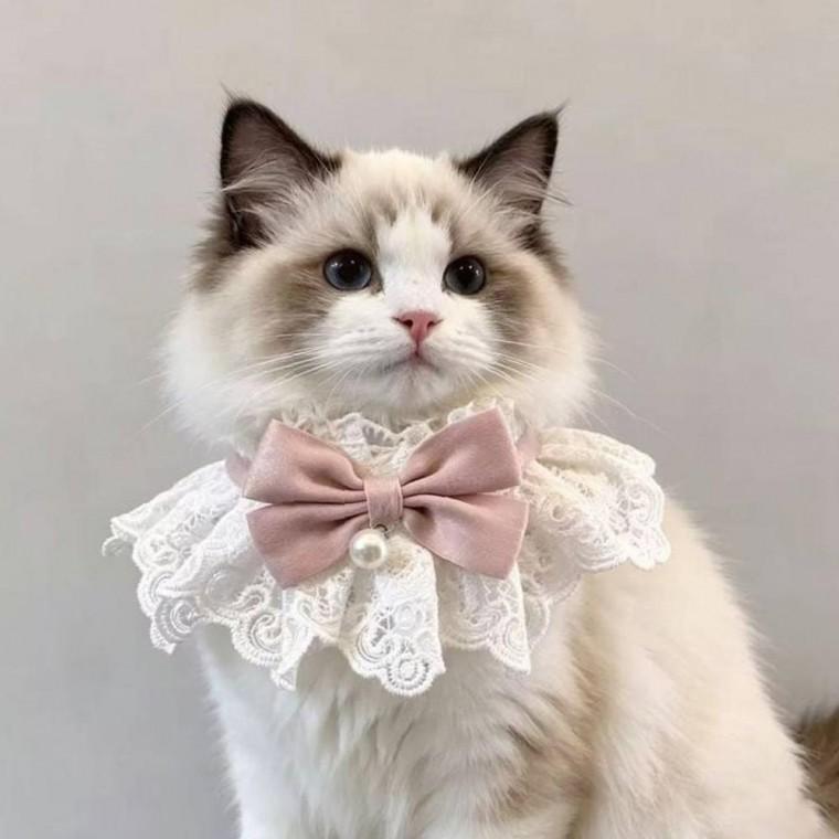 냥이 진주 스타일리시 레이스 케이프 고양이 스카프 턱받이 목걸이
