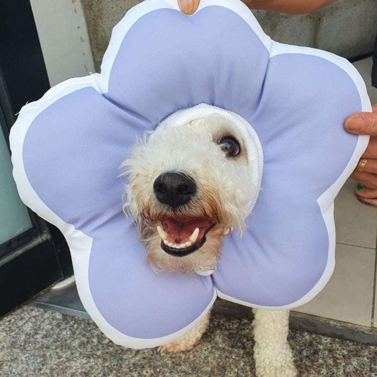 쿠션 넥카라 퍼플 L 꽃피는 강아지 고양이 쿠션넥 강아지넥 고양이넥 강아지목 깔대기
