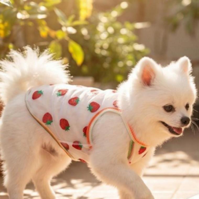 여름 반려동물 망사 조끼 강아지 고양이 통기성 쿨 메쉬 나시 티셔츠 애견 옷 애묘 시원한
