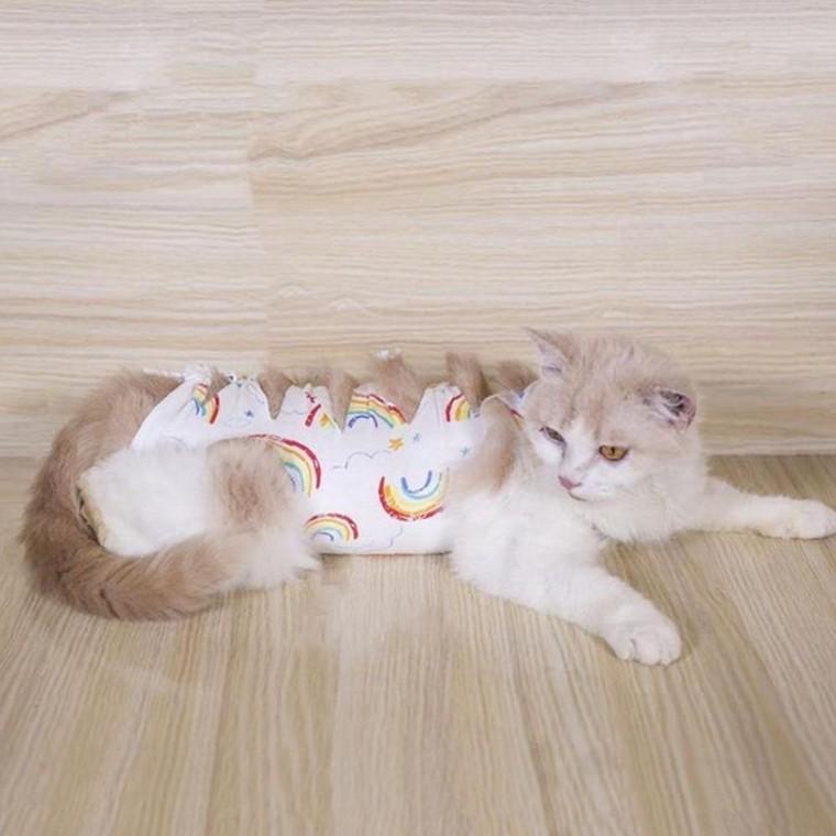 고양이 실용 강아지 중성화복 리본 스타일 무지개 색상
