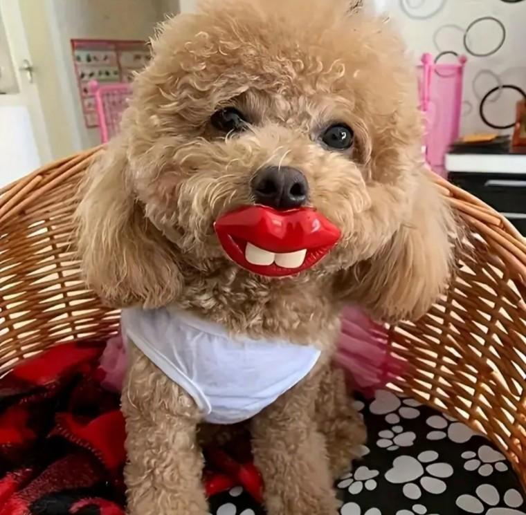 [맘대로] FUN한 애견 쪽쪽이 강아지 쪽쪽이