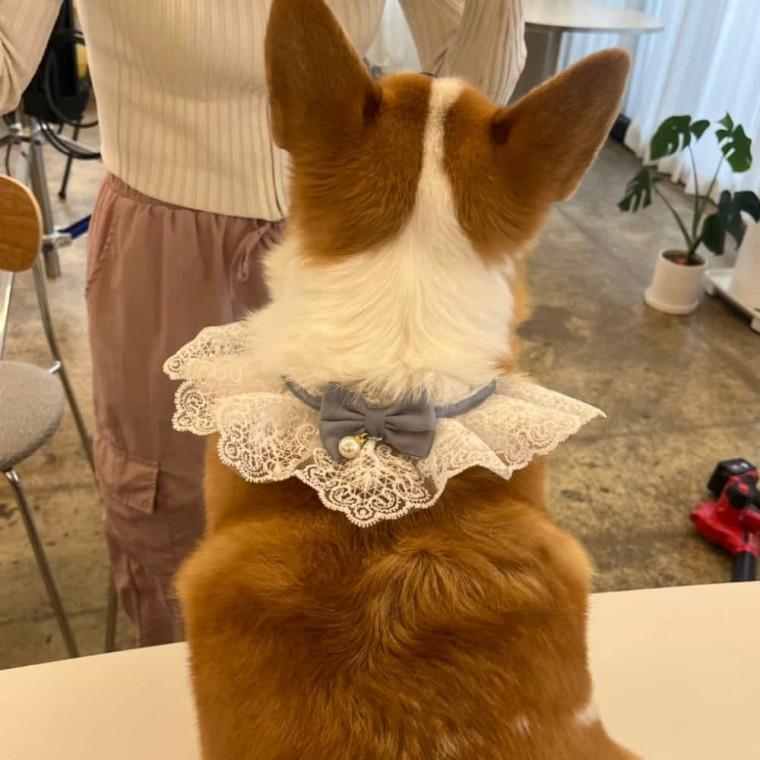 강아지 케이프 블루 M 고양이턱받이 강아지목도리