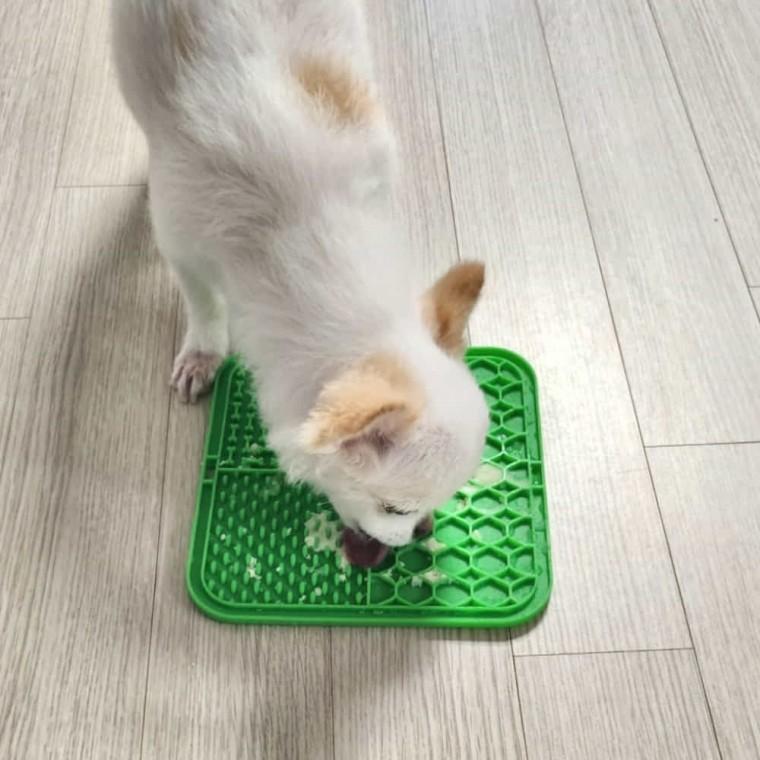 고양이 리키매트 강아지슬로우피더 강아지급체방지식기