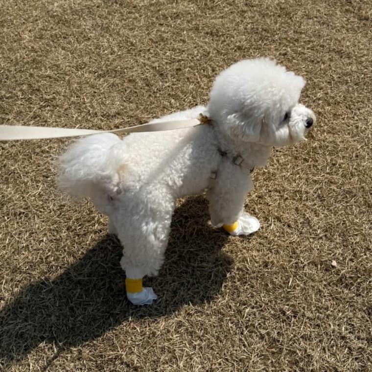 강아지 일회용 신발 S 20매 강아지양말 강아지일회용신발