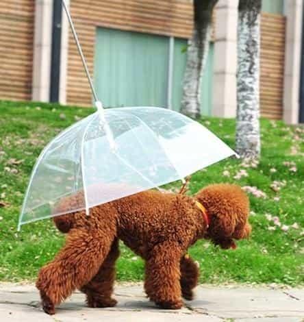 강아지 우산 반려견산책 애견우산
