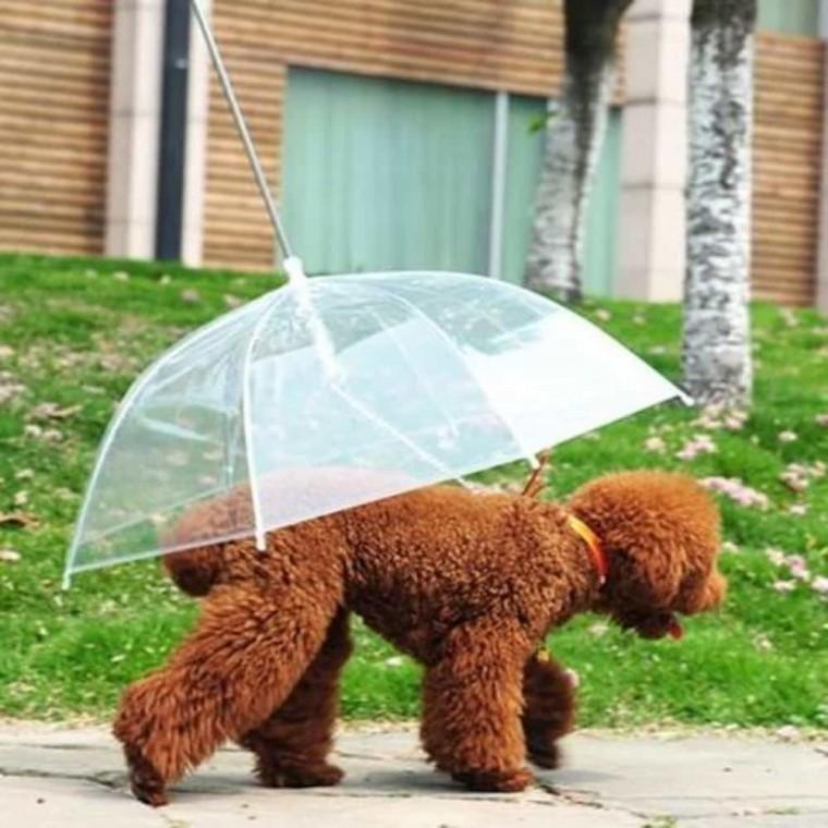 강아지 우산 강아지산책용품 강아지용품
