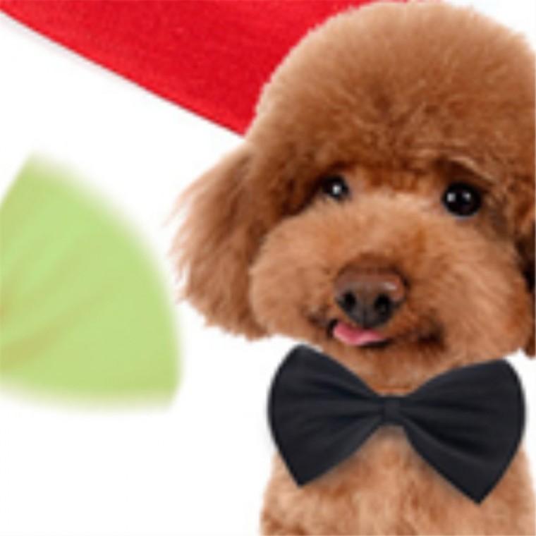 애견 나비넥타이 강아지리본 고양이나비넥타이 애견목걸이