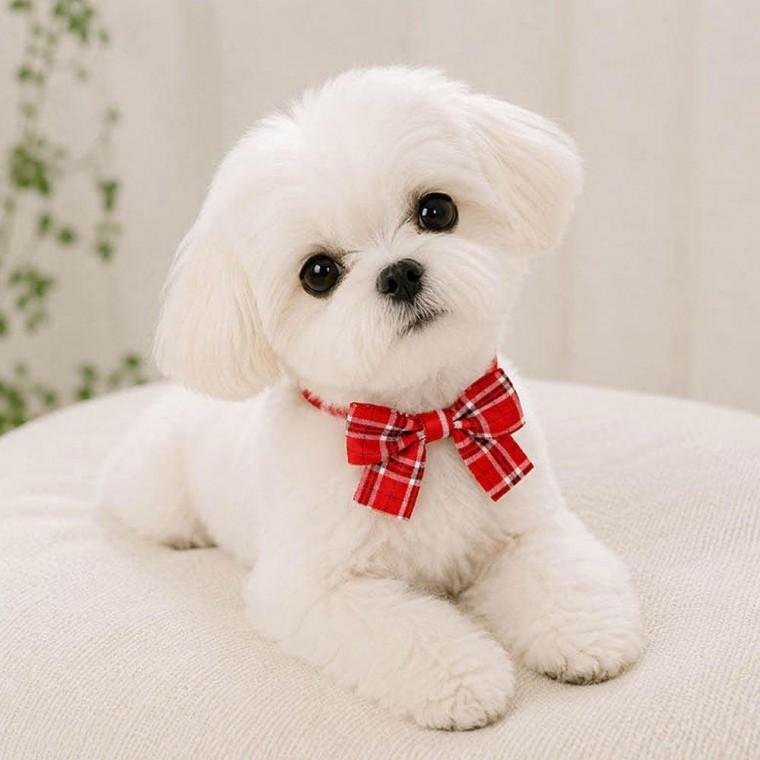 반려동물 체크무늬 산뜻한 나비 넥타이 X4개 (랜덤) 강아지 고양이 보타이