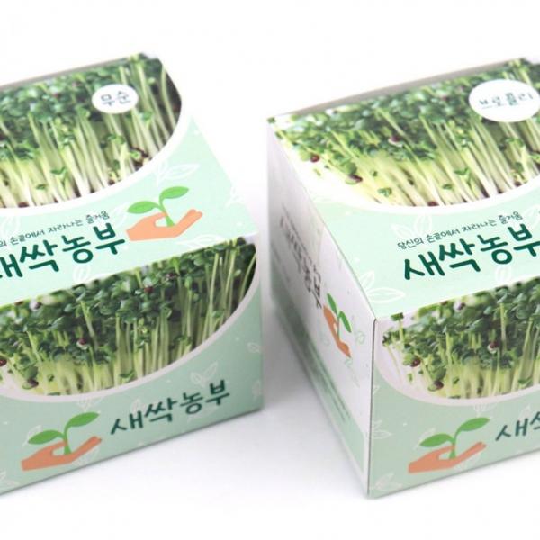 새싹농부 무순 브로콜리 새싹기르기(6개)