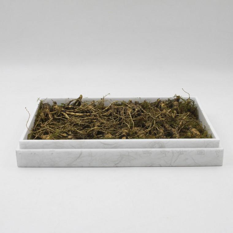 강원도산삼 잔뿌리풍부 산양삼 5-6년산 건강용 30g (7-10뿌리 내외)
