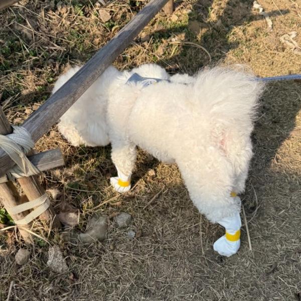 강아지 일회용 신발 m사이즈 20매
