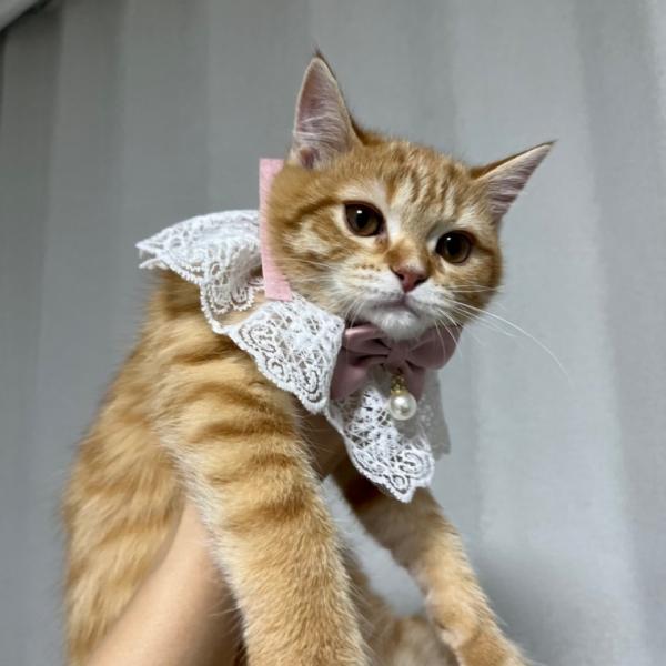 강아지 레이스 스카프 케이프 핑크 M