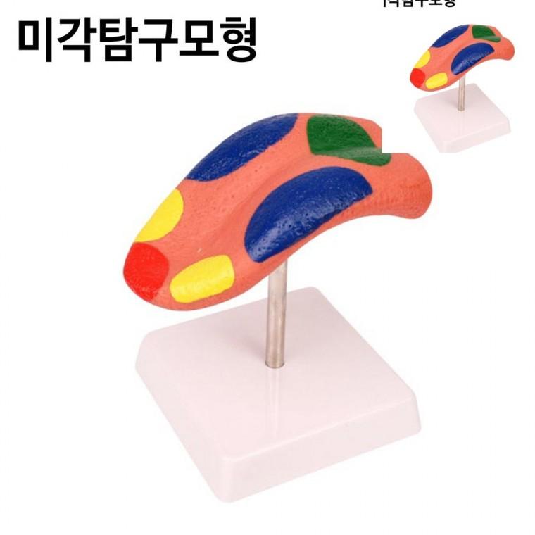 미각 탐구모형 과학수업재료 창의과학교구 과학실험도구