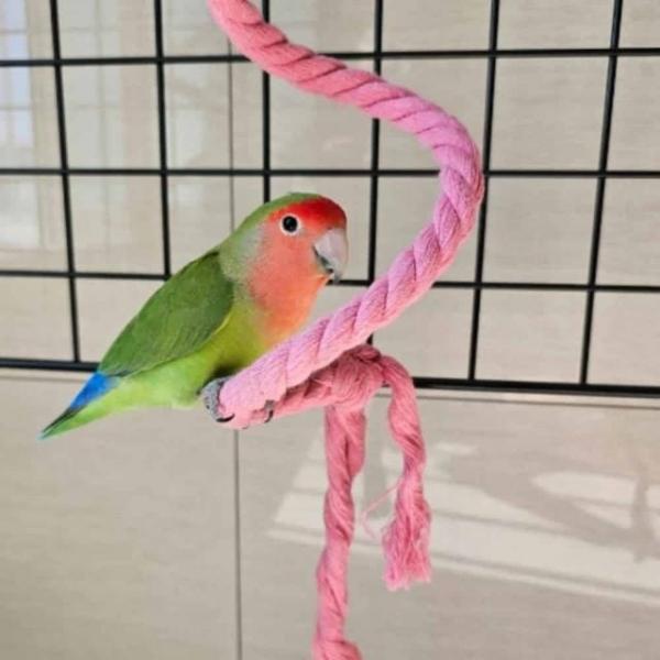 앵무새 로프 횟대 1.5m 앵무새놀잇감 앵무새고리놀이 새장꾸미기