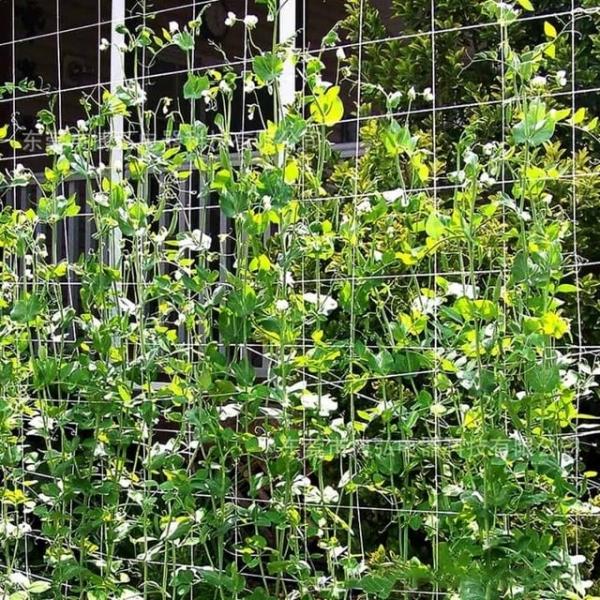식물망 지지대 1.67x5m 호박그물 작물지지대 고추지주대