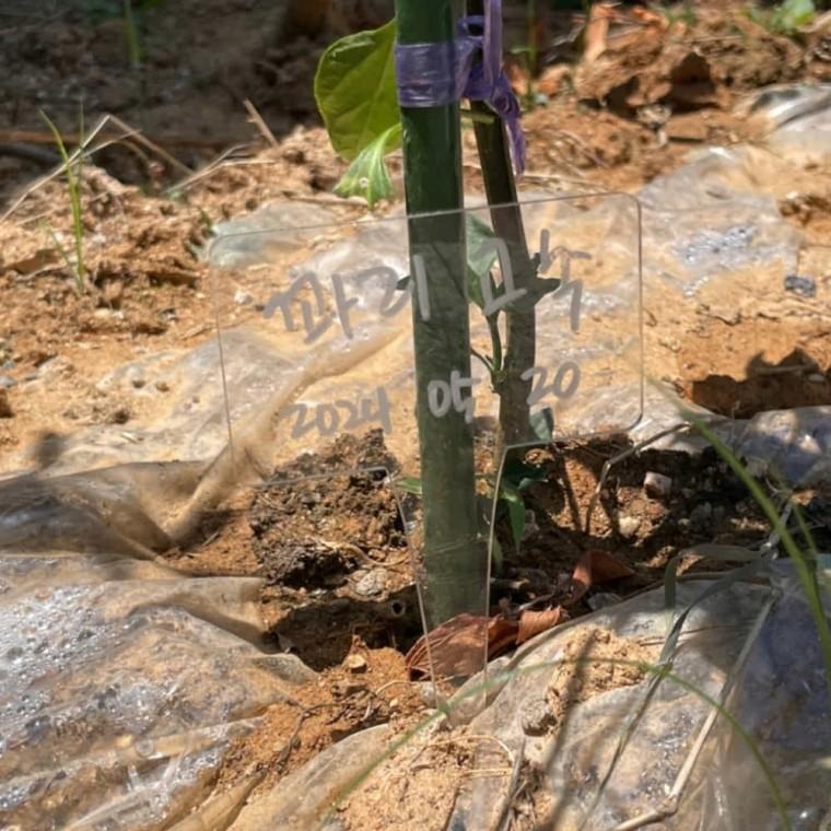 식물이름표 사각형 나무현판 꽃팻말