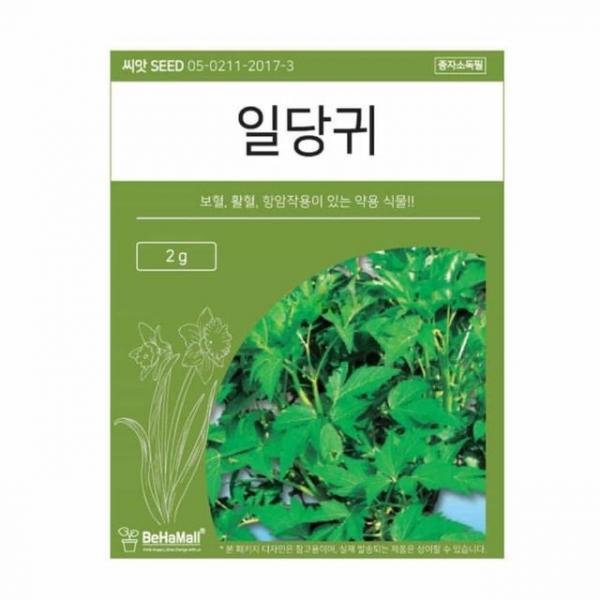 텃밭 채소 씨앗 일당귀 채소씨앗 당귀기르기