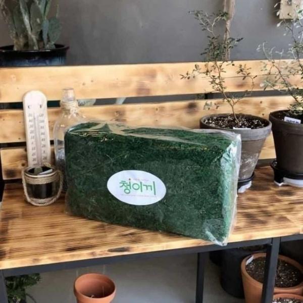 화분 청이끼 35x20x11 말린이끼 화분장식