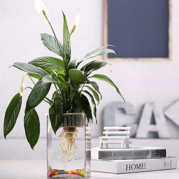 유리 화병 12x12x30cm 디자인화분 사무실화분