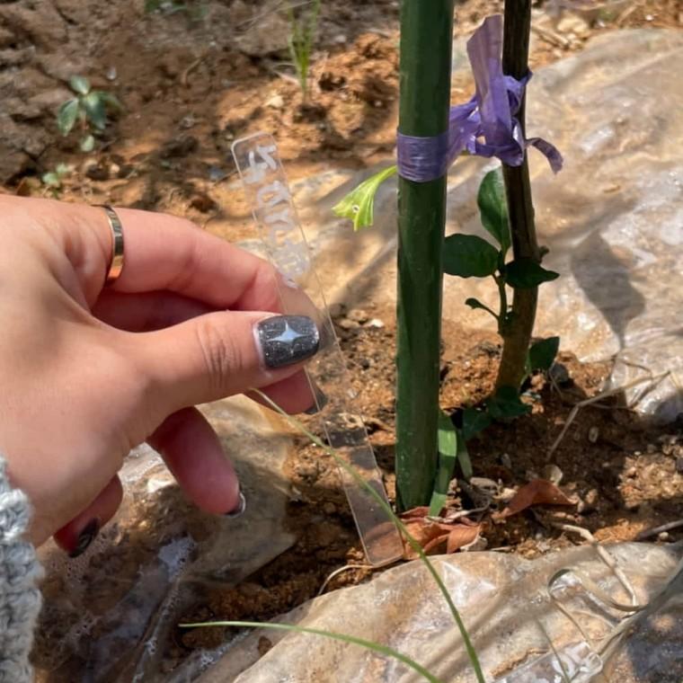 식물이름표 일자형 12P 화분팻말 식물라벨