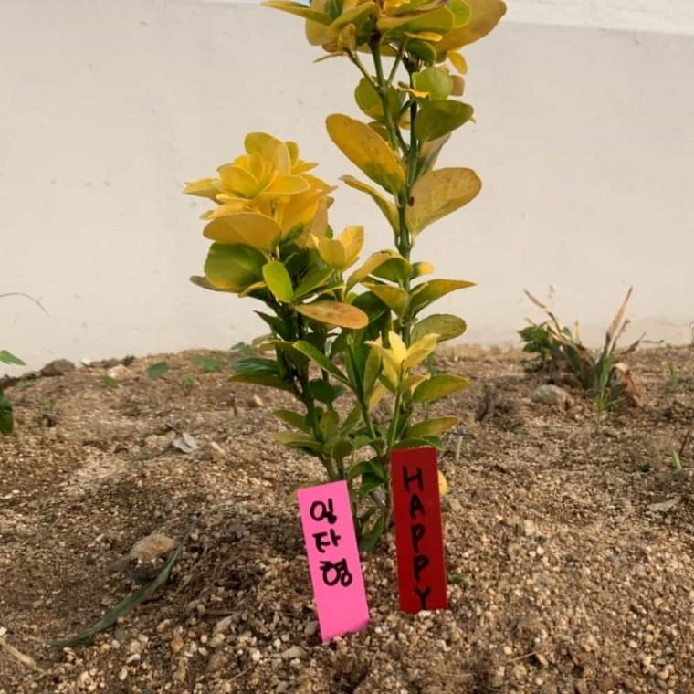 식물 라벨 10cm 100P 홈가드닝 화단팻말