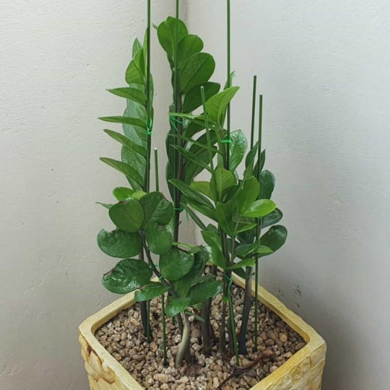 식물지지대 50cm 10P 수태봉만들기 화분고정