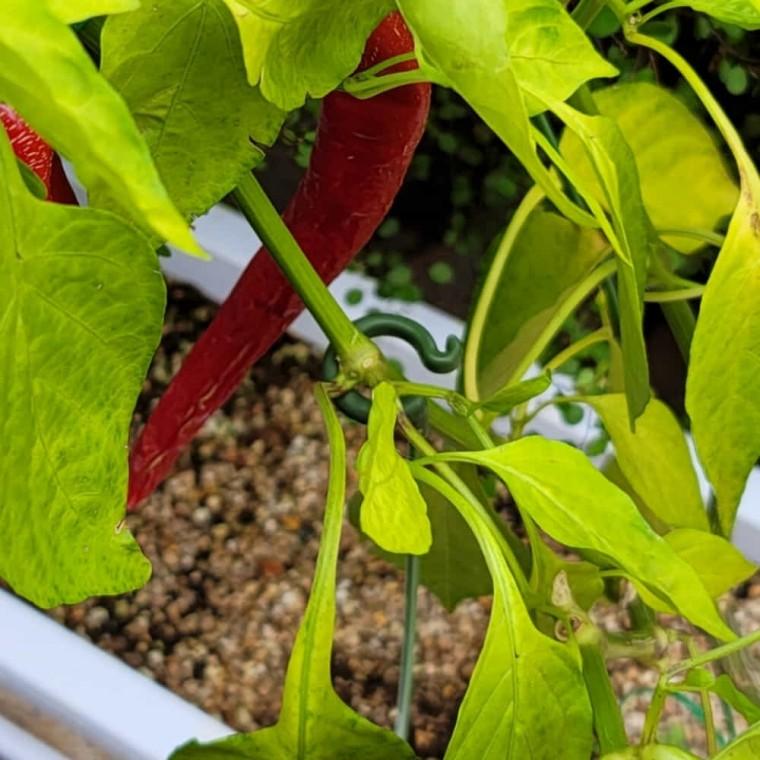 식물지지대 27cm 식물수태봉 고춧대