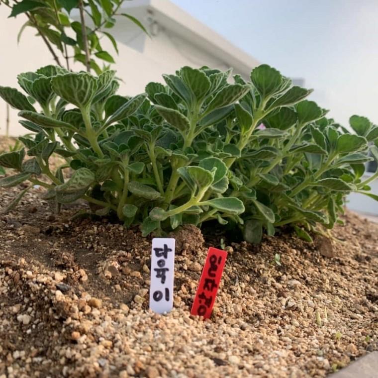 식물 라벨 5cm 100P 식물라벨 원예용품