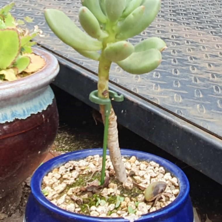 식물지지대 37cm 화분지지대 토마토지주대