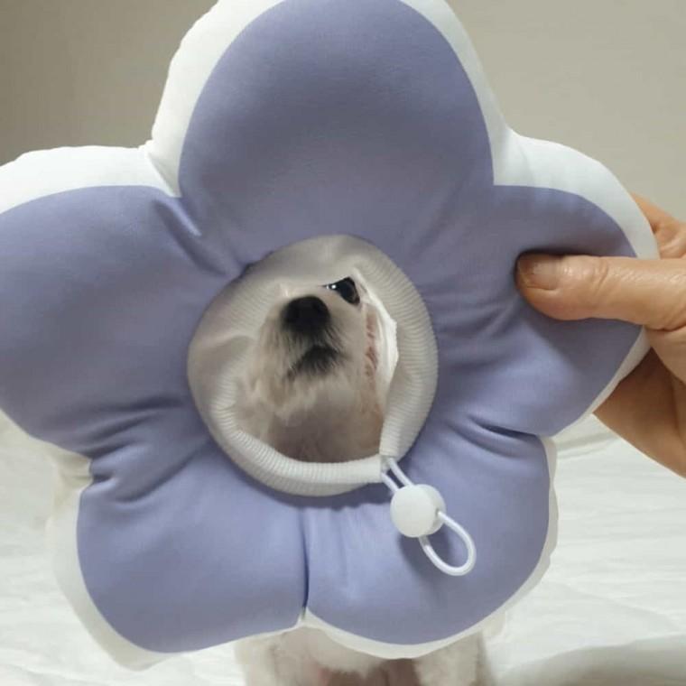 고양이 넥카라 퍼플 가벼운넥카라 반려견넥카라