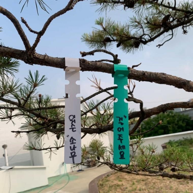 타이형 식물 라벨 100P 꽃이름표 수목표찰