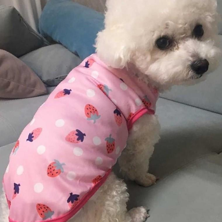 반려견 다양한 컬러 과일 패턴 실내 나시 스타일