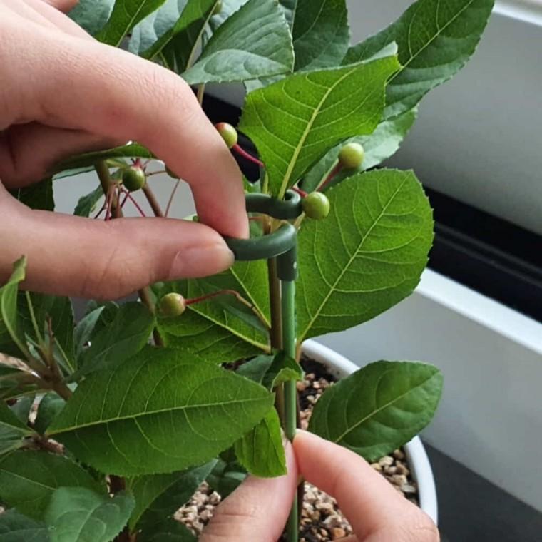 식물지지대 17cm 원예지지대 고추대
