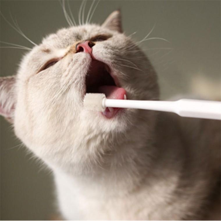PET 칫솔 고양이양치 아기고양이칫솔 반려견칫솔