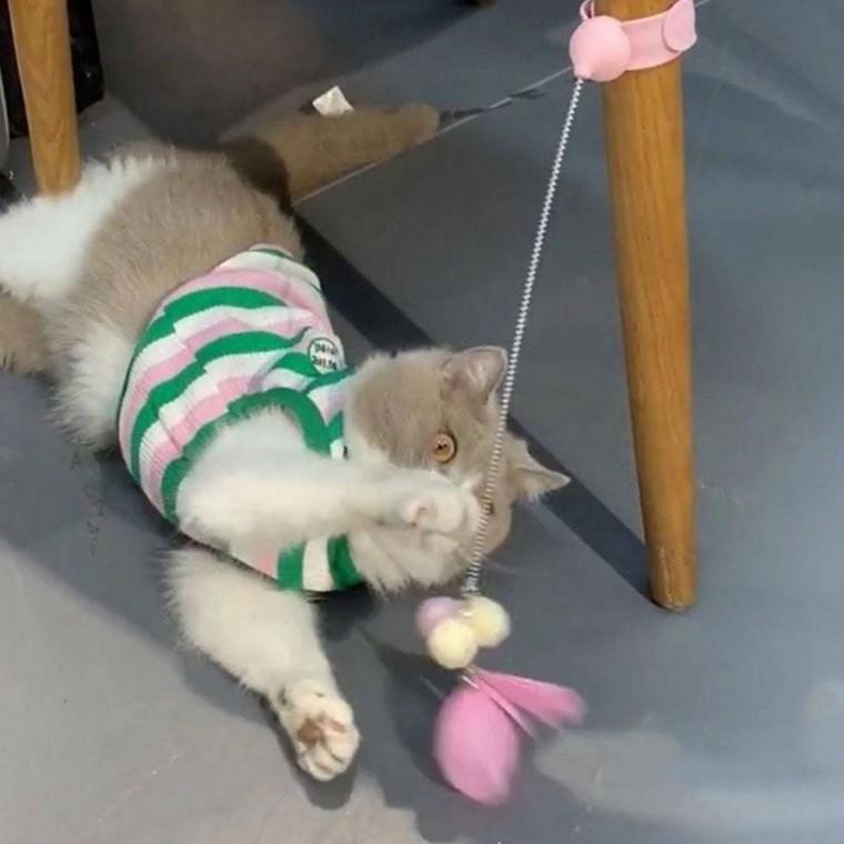 고양이 낚시장난감 고양이깃털장난감 고양이깃털낚시대 고양이장난감깃털 고양이사냥놀이장난감 고양이낚시