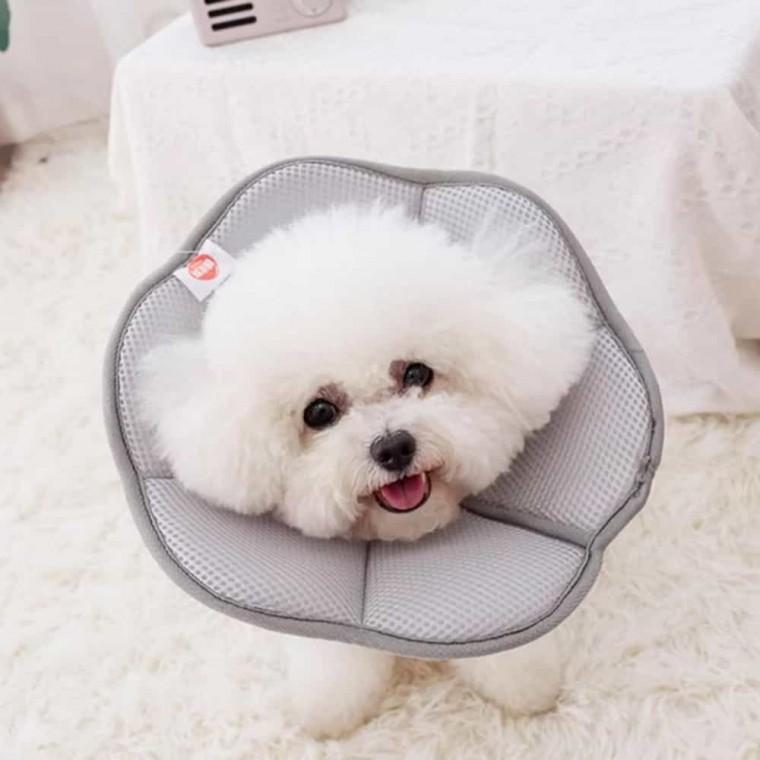 강아지 메쉬 넥카라 상처보호칼라 강아지꼬깔