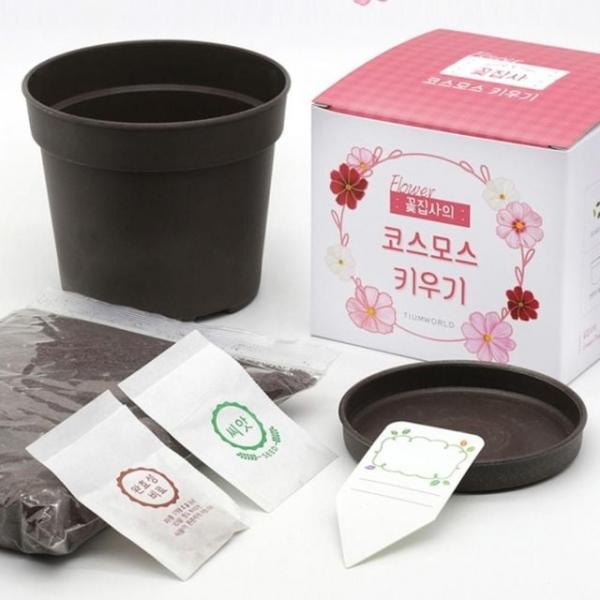 8종 1개 미니 식물키우기 씨앗 식물 꽃 재배 키트 세트 메리골드 안개꽃 맨드라미