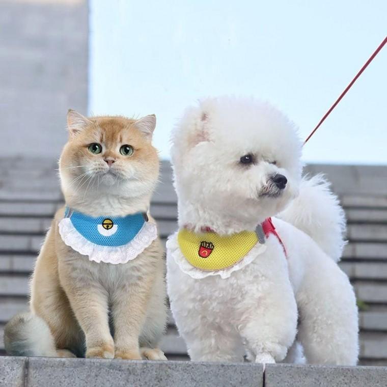 EA 작은 강아지 리드줄 강아지 산책줄 애견 소형견 리드줄