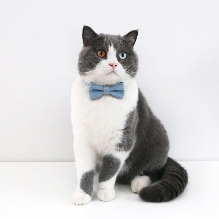 EA 애견 데님 넥타이 목줄 강아지 고양이 목걸이 리본목줄